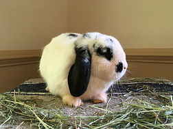 Rabbit Sanctuary Inc. Home page