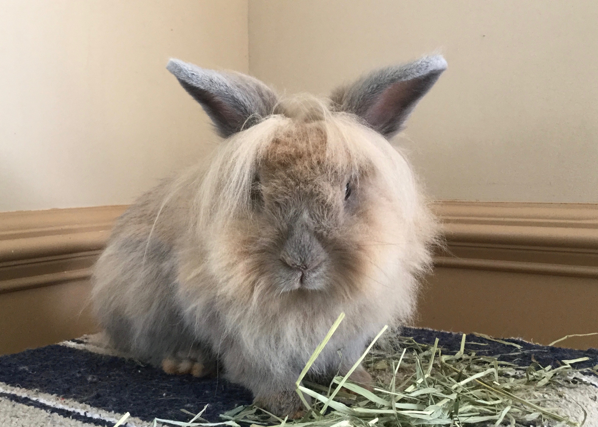 Frannie - female