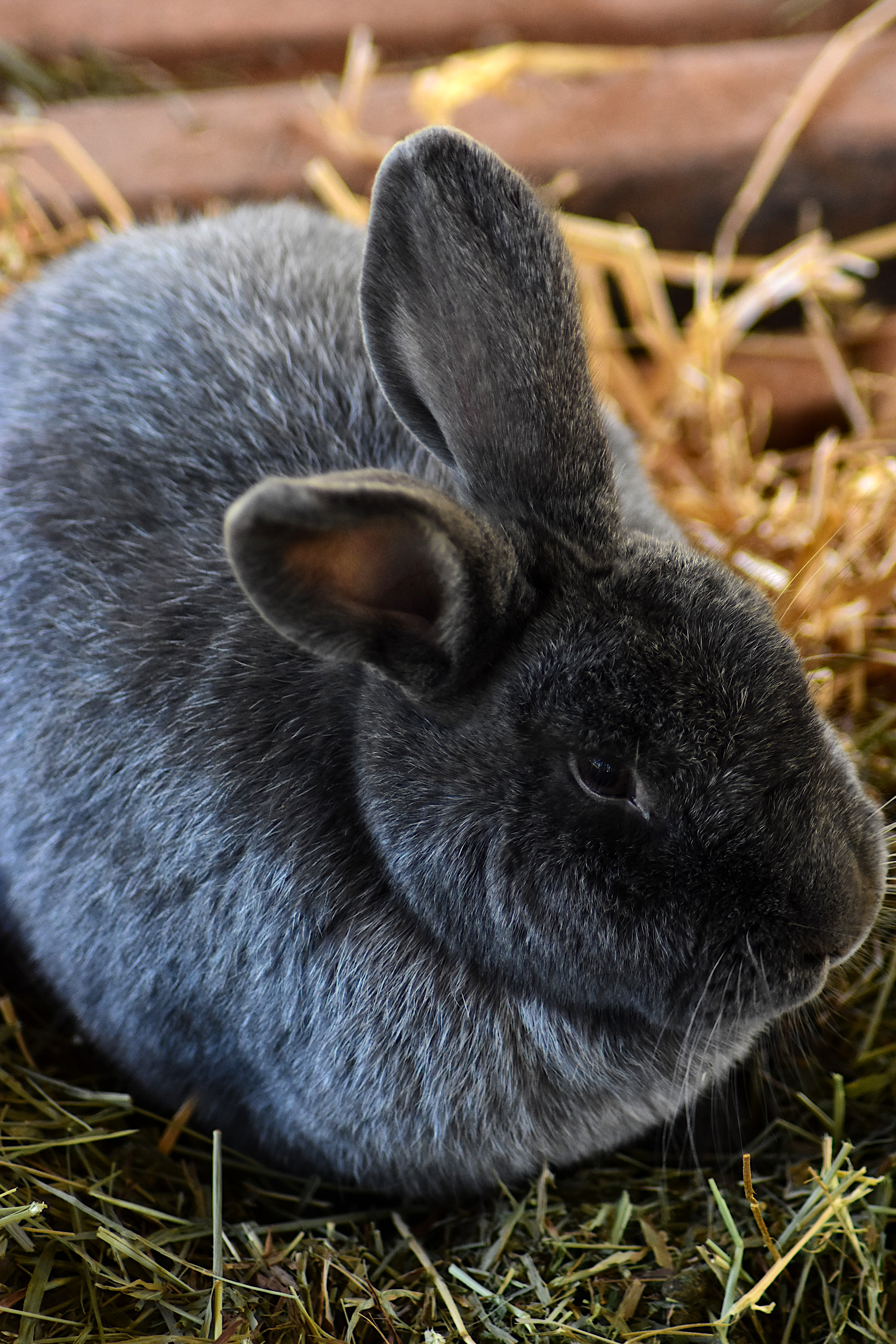 Clover