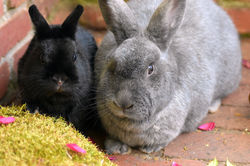 Arti & Clover