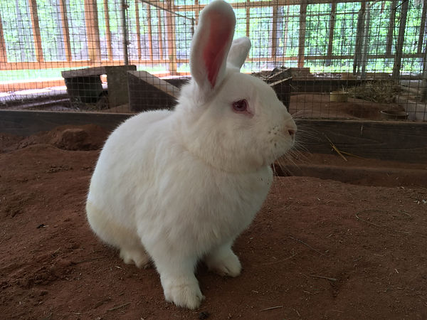 Roger in Rabbitat 2