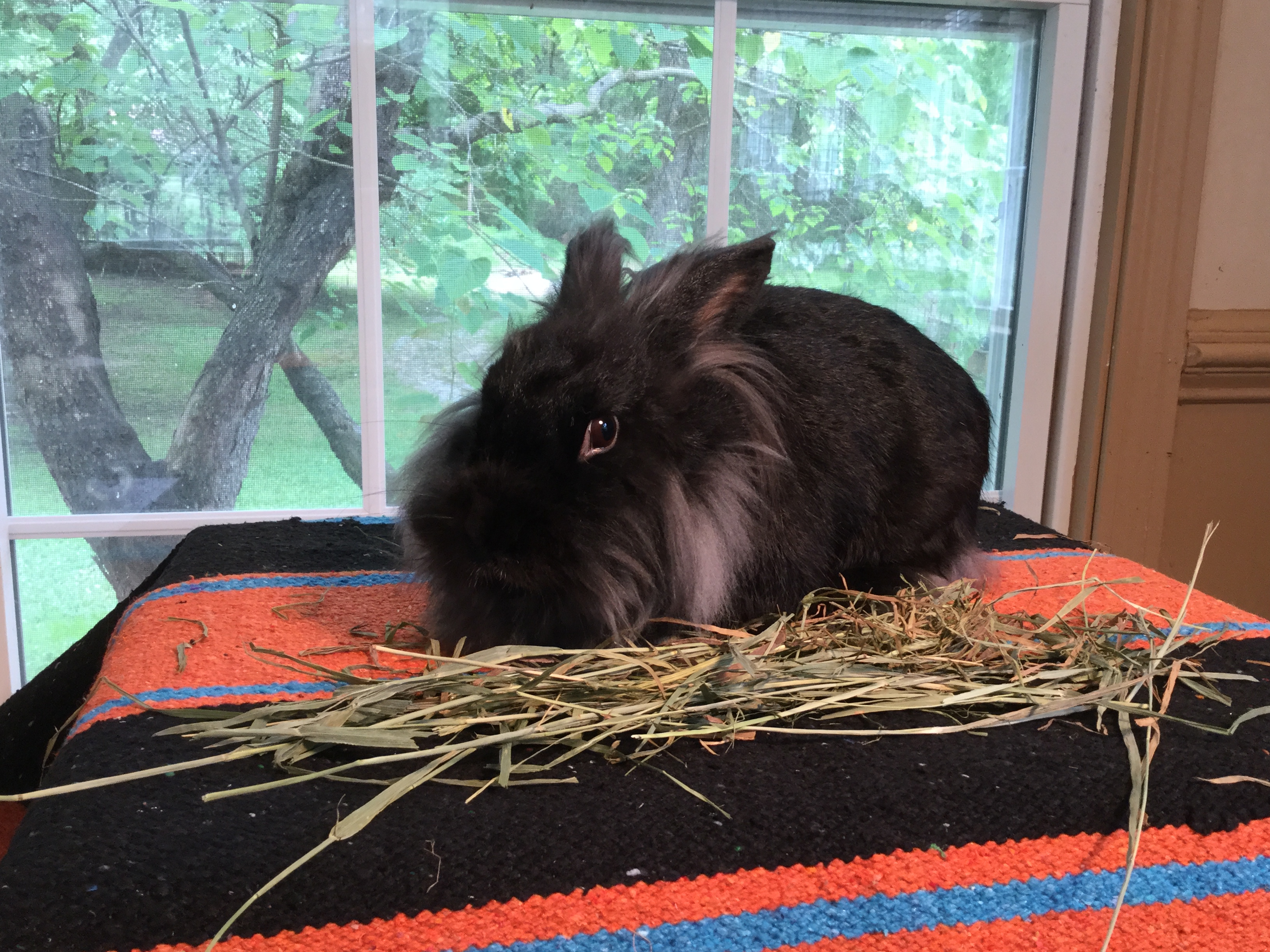 Sparkle - female, special needs