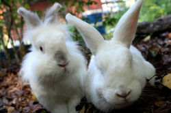 Babbit & Sky