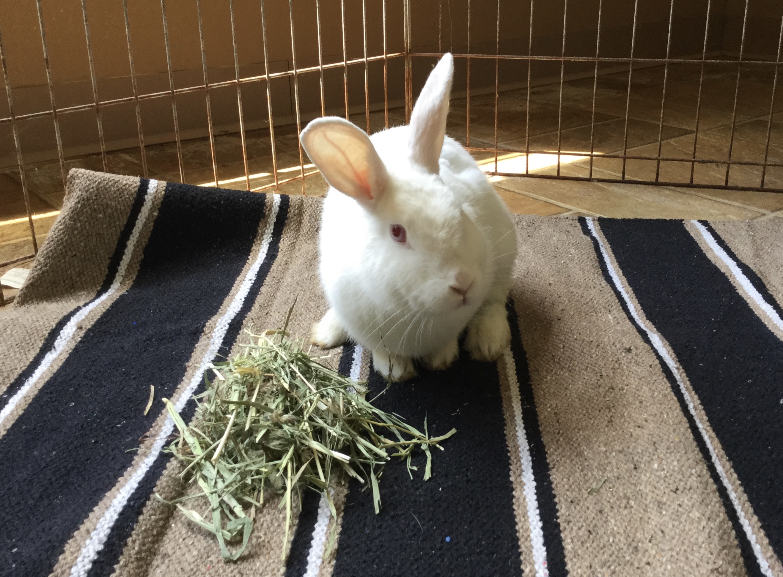 Brisco - female, special needs