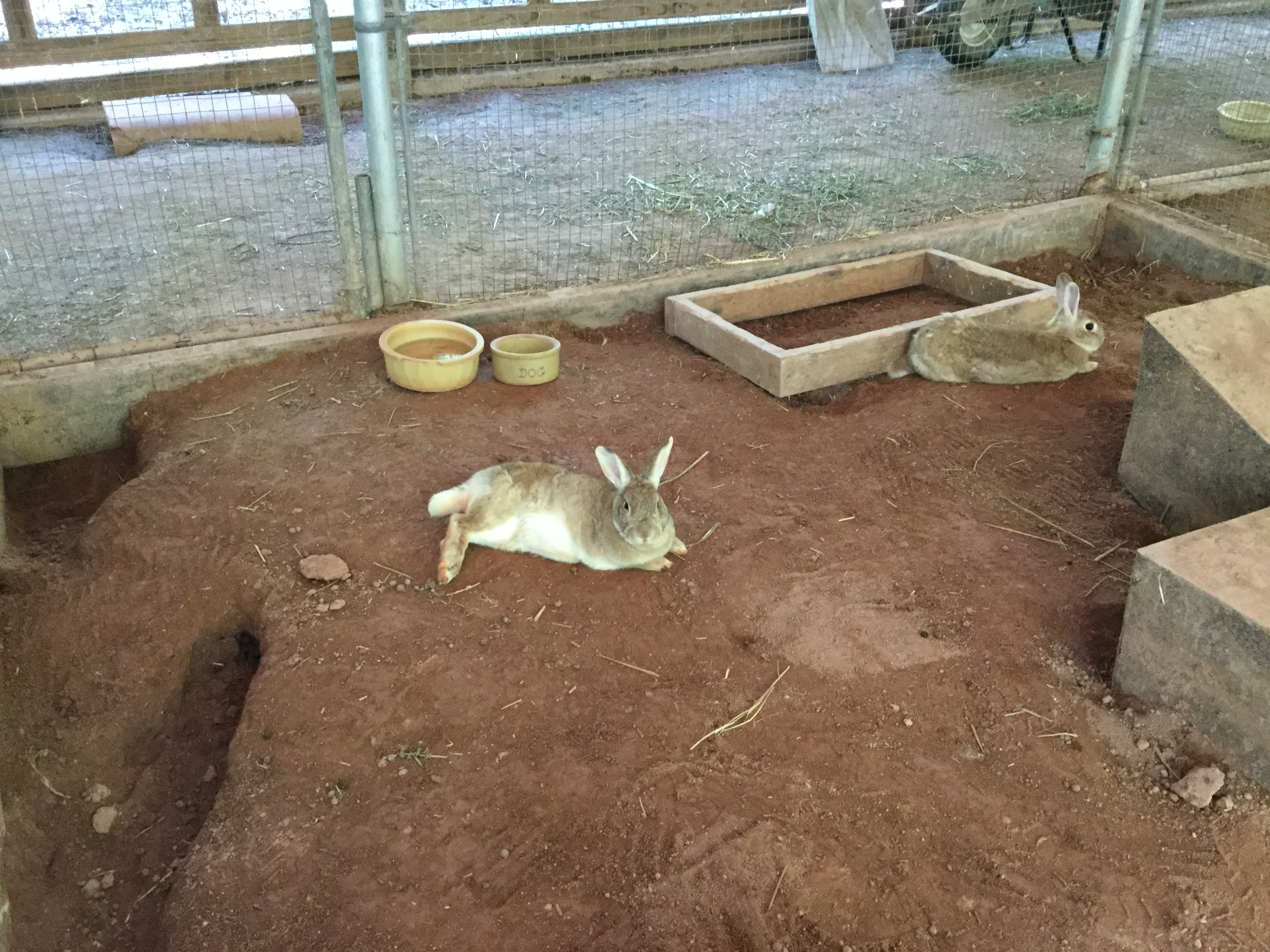 Rabbit Sanctuary Inc. Contact us page