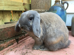 Poppy - male