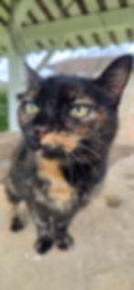 Mimine, chatte écaille de tortue qui regarde l'objectif.