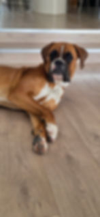 Jacobo, chien boxer coucher sur le sol dans le salon.