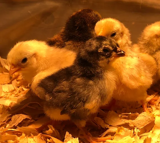 Silkie Down Farm Northern California Silkies And Serama Breeder