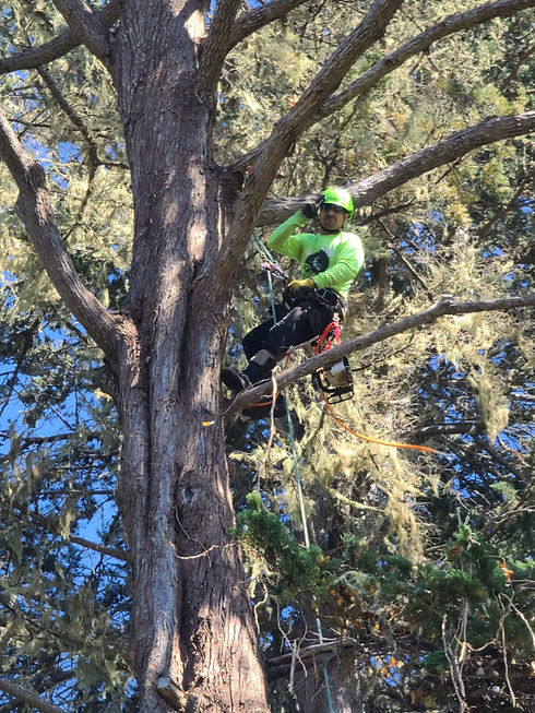 Owner Fernando climbing a tree for pruning in santa cruz, ca