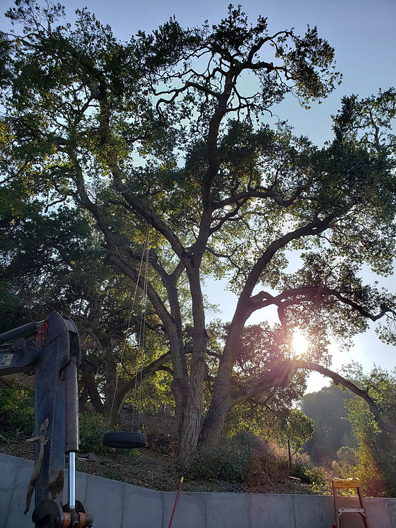 Bears Tree Services Inc working on Massive tree getting tree work done with crane