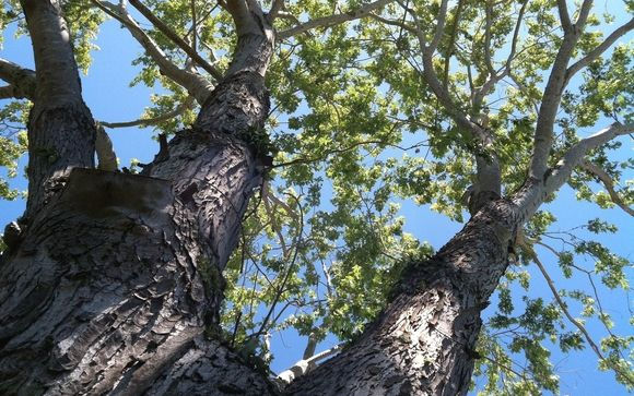 A tree canopy that is expertly pruned by the Bears Tree Services crew, licensed and insured from Santa Cruz County.