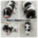 51481C10-5F9A-417E-B69E-212DABA6F3B2-COLLAGE Small.jpeg