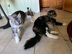 IMG_0370.JPEG