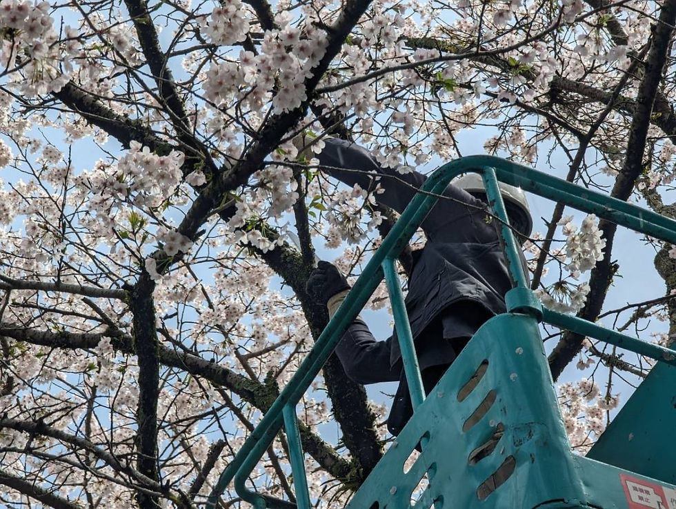 偕楽園　桜の木テング巣病伐採作業
