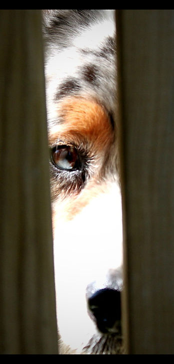 Seven Magpies, Australian Shepherds
