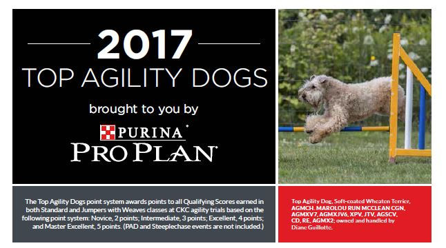 Djinn - #4 Aussie in Canada!