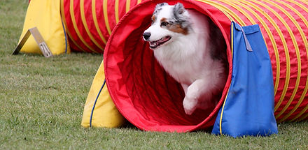 Seven Magpies, Australian Shepherds