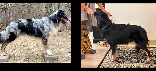 GryphonxPippa stacks.jpg