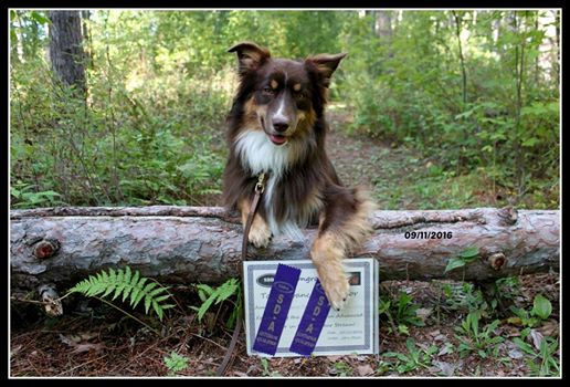 Advanced Scent Detection