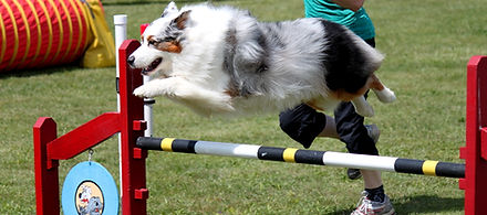 Seven Magpies, Australian Shepherds
