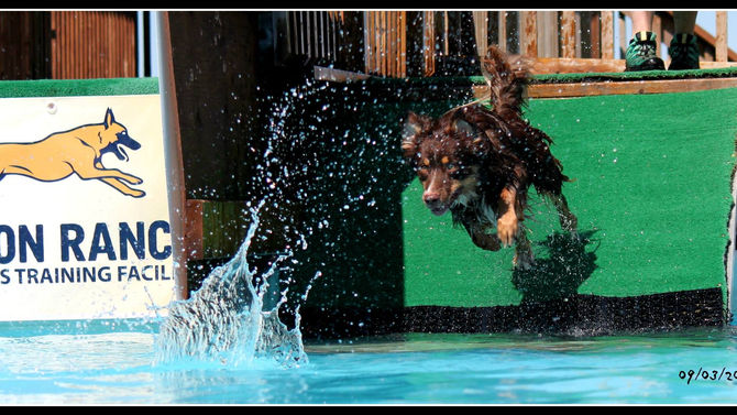 Dock Diving Fun Day
