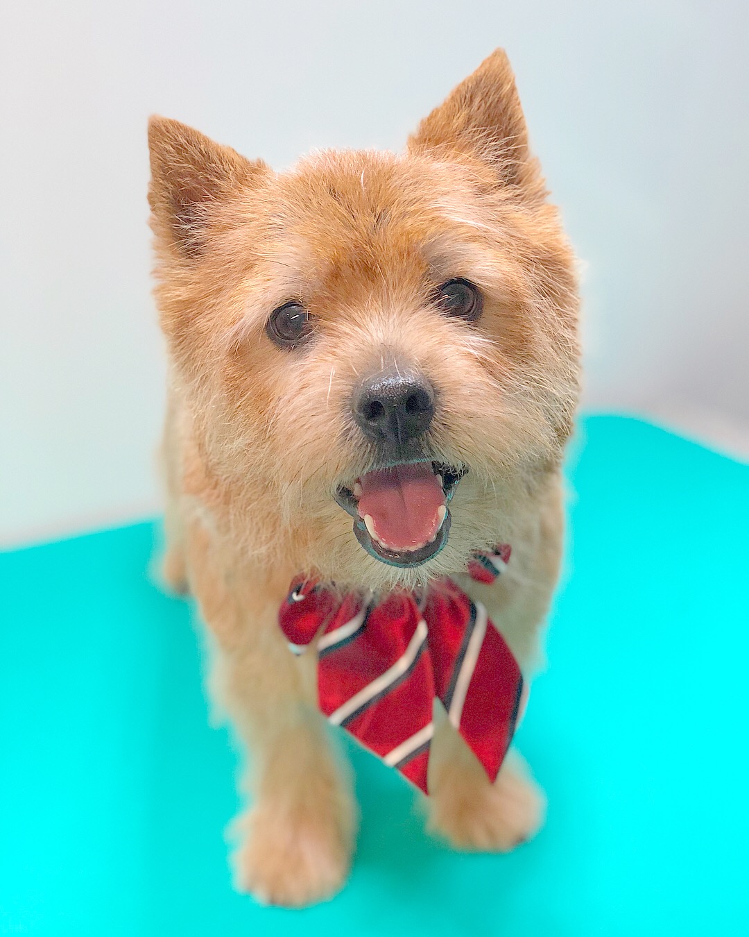 BEST IN SHOW PET SPA MOBILE GROOMING CORAL GABLES MIAMI