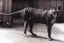 El Tigre de Tasmania