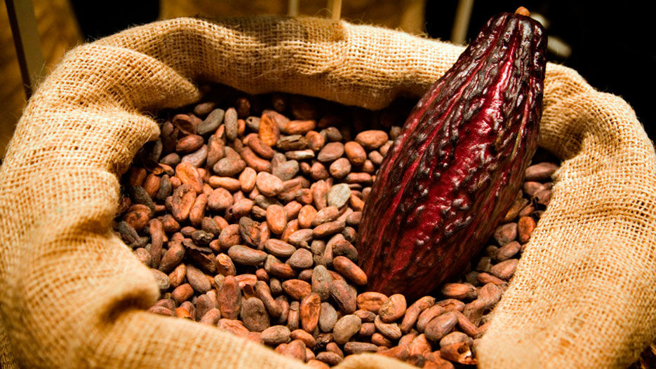 Top_Agriculture_and_Agribusiness_Companies_in_Ivory_Coast.jpg