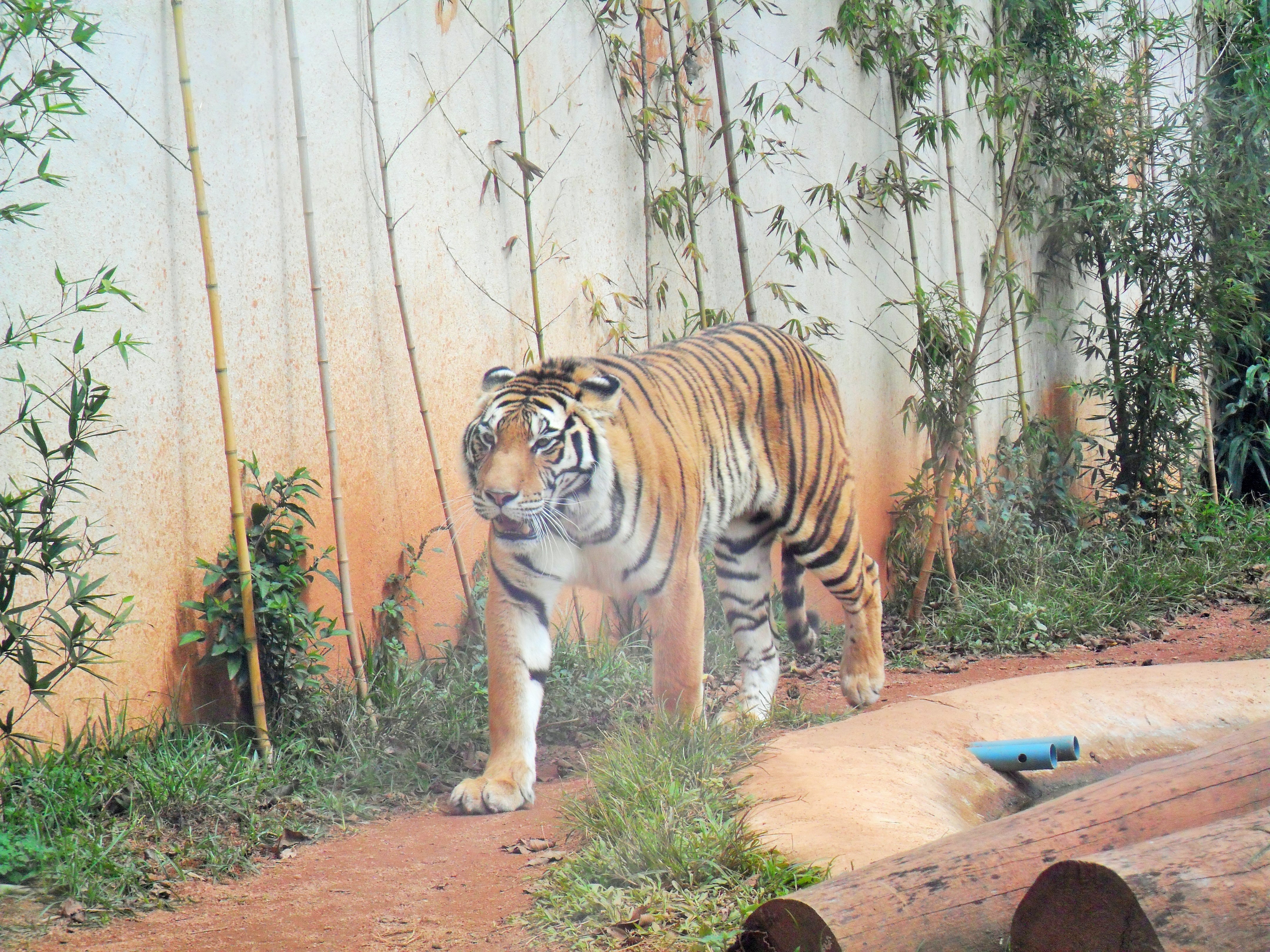 Zoo Park da Montanha