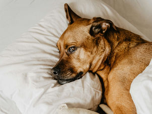 What is Diazepam for Dogs?
