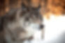 The History of Dog Food: From Wolf to the Modern Dog