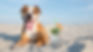 Preventing Heatstroke in Dogs with Epilepsy: Essential Tips to Keep Your Pets Cool This Summer