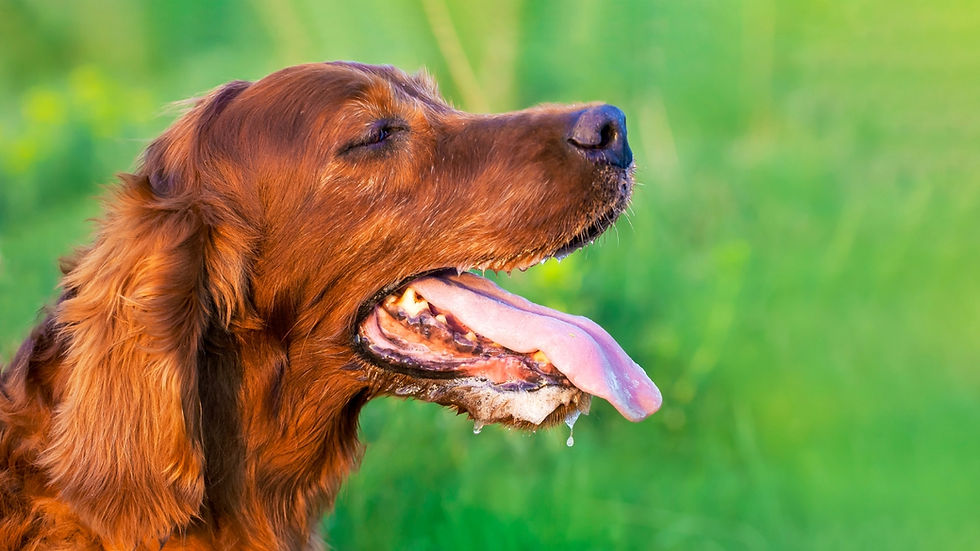 First Aid for Canine Heatstroke: Essential Steps to Handle an Emergency
