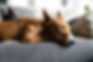 Can Stress Cause Seizures in Dogs: How Reducing Stress Can Help Seizure Management in Dogs