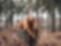 Can Flea/Tick Treatments Cause Seizures in Dogs?