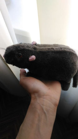 Крыса до ремонта