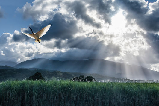 Wing and a prayer-DeNoiseAI-standard