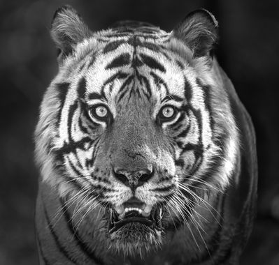 Fearful Symmetry