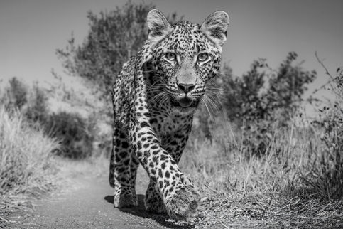 Sabi