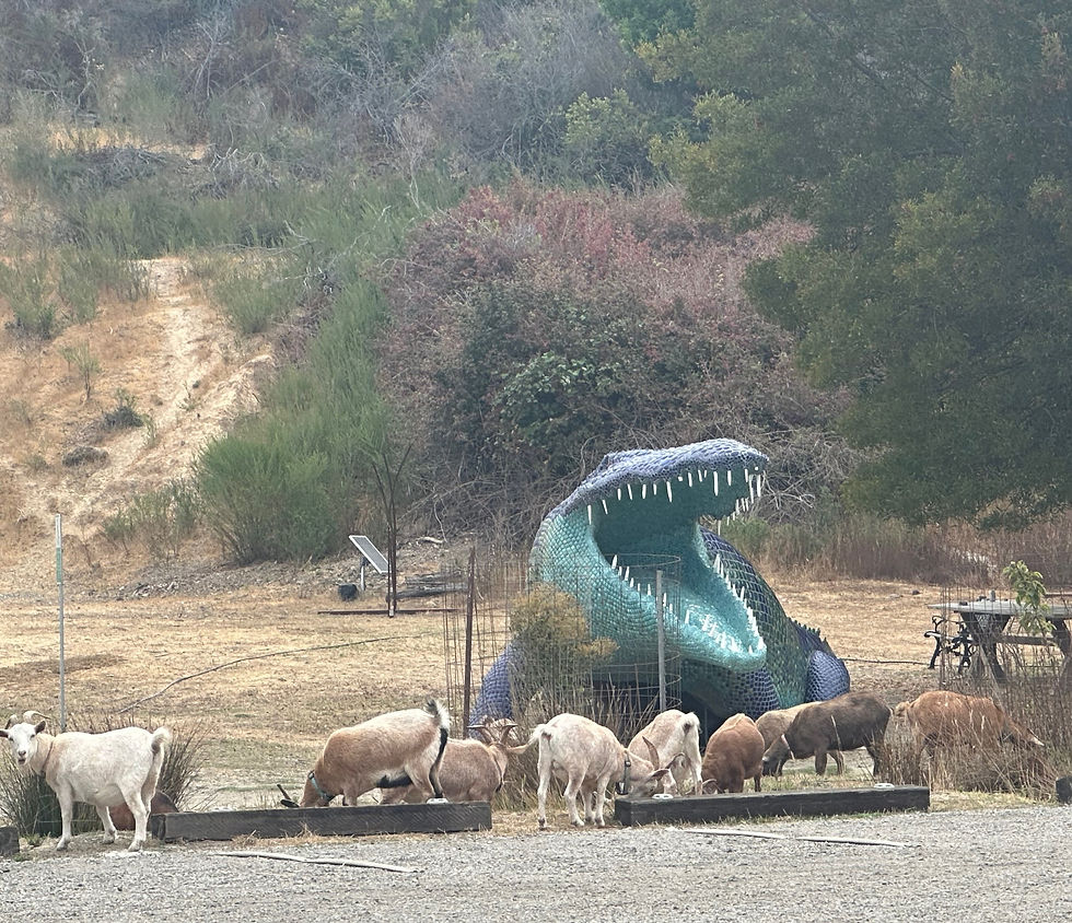 Goats grazing 