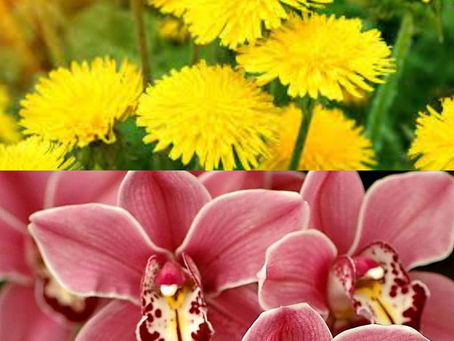 Дети-одуванчики, дети-орхидеи