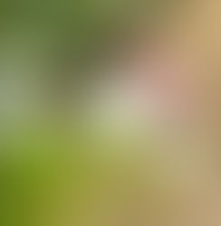 Summer Days in My Mothers Garden 