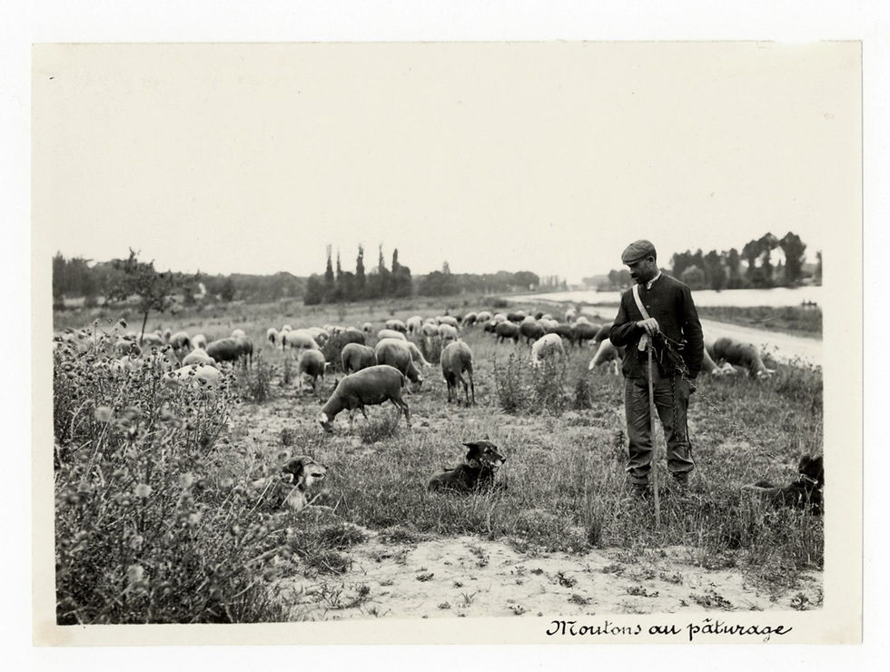 Photographie ancienne vers 1910 le berger avec ses moutons et ses chiens 2
