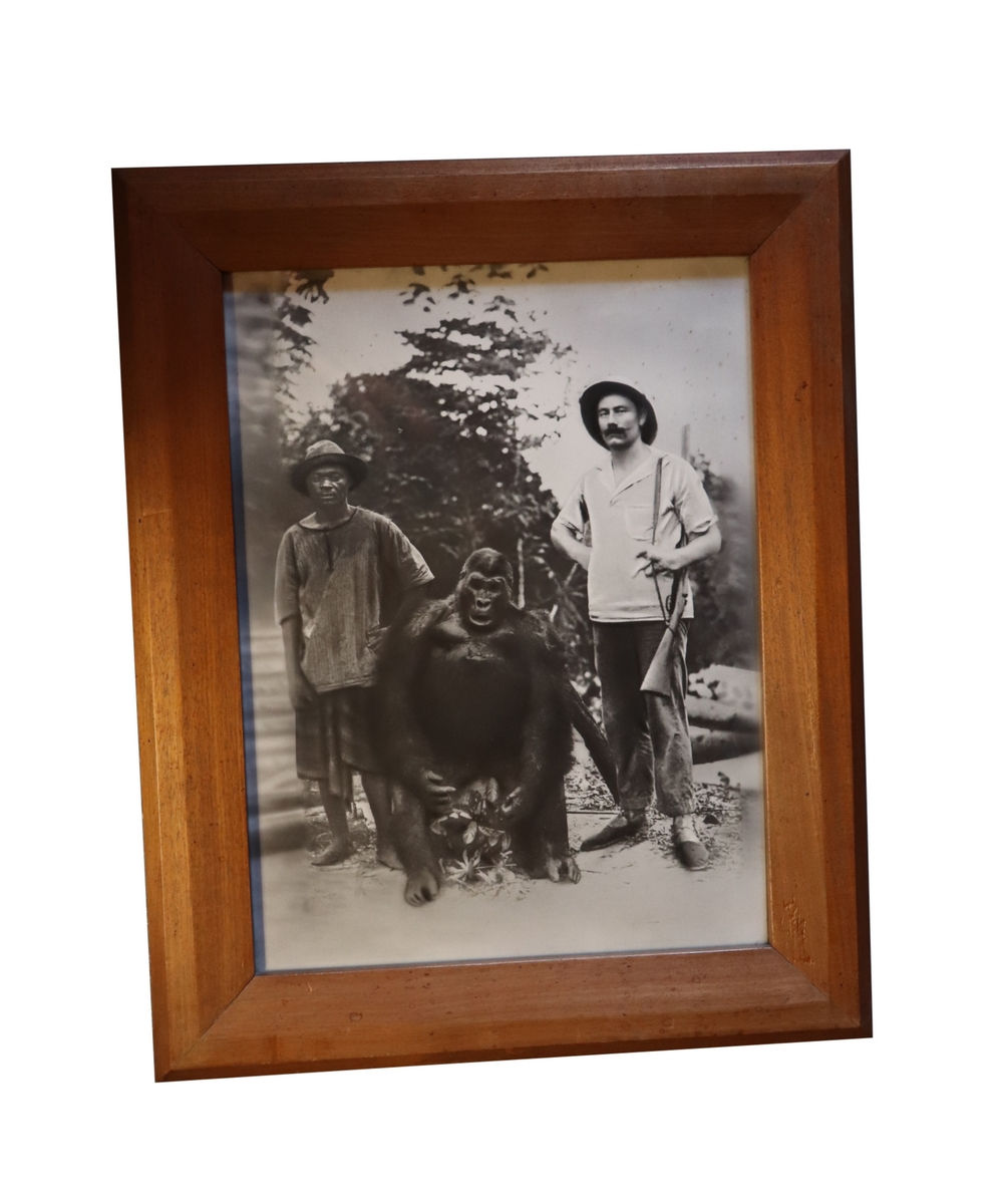 Exceptionnelle photographie de 1928. Gorille solitaire trophée (chasse) au Gabon