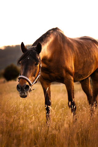 Braunes Pferd auf goldfarbenem Feld im warmen Sonnenuntergangslicht
