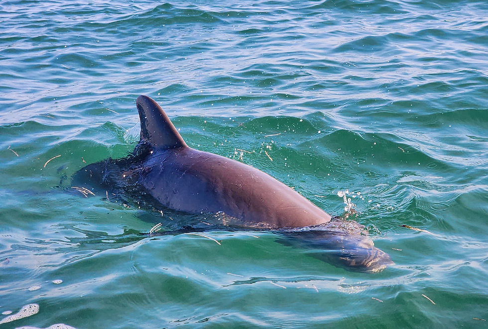 Dolphin.jpg