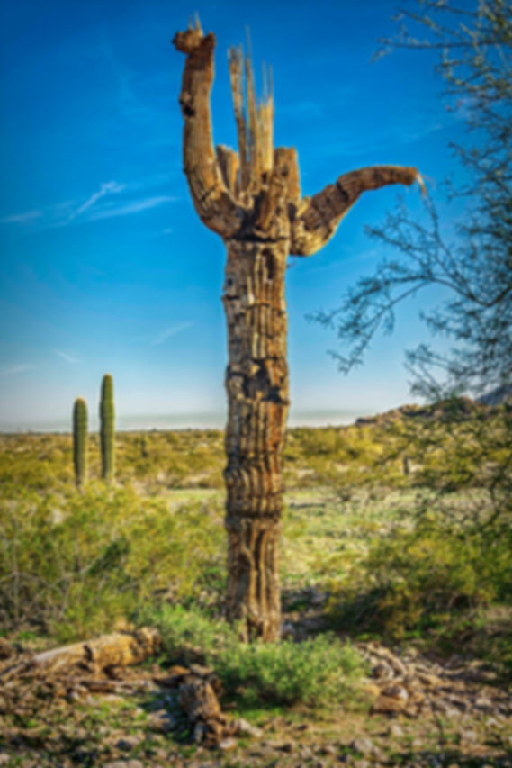 Dead Saguaro