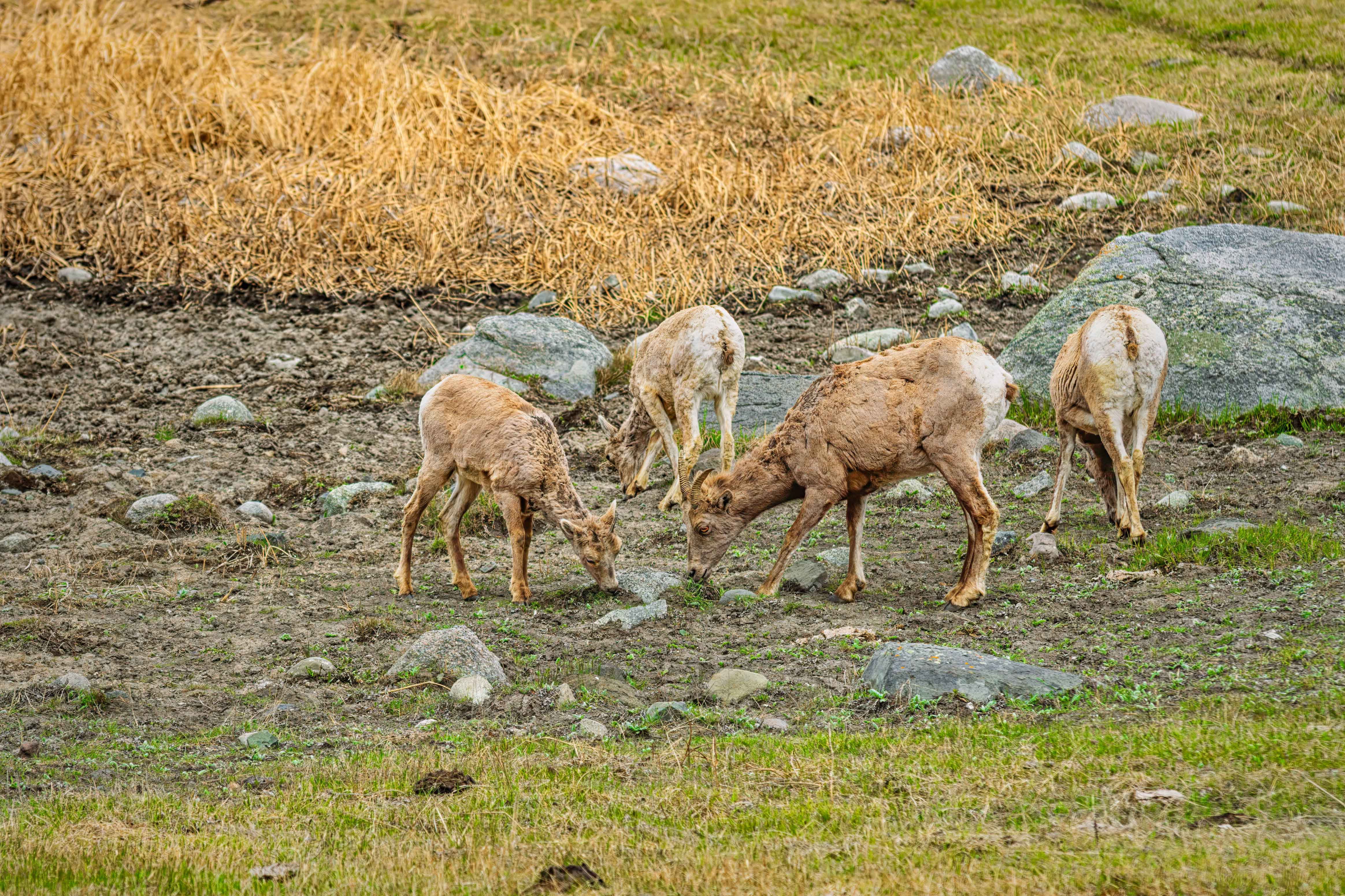 Sheep in Yellowstone Park