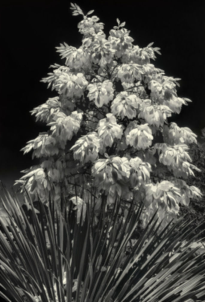 Yucca Plant in Bloom